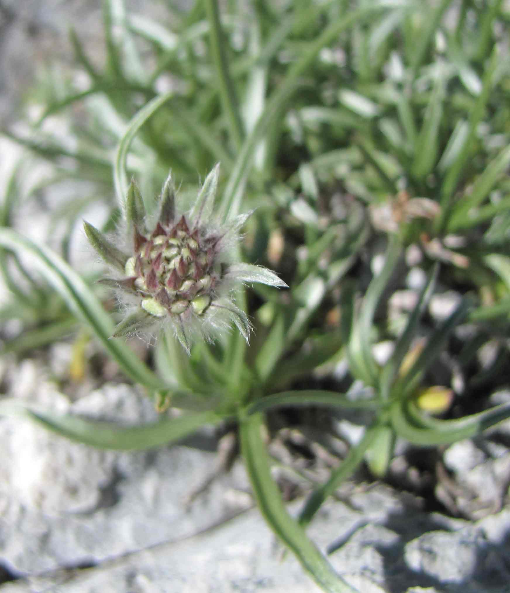 Lomelosia graminifolia / Vedovina strisciante
